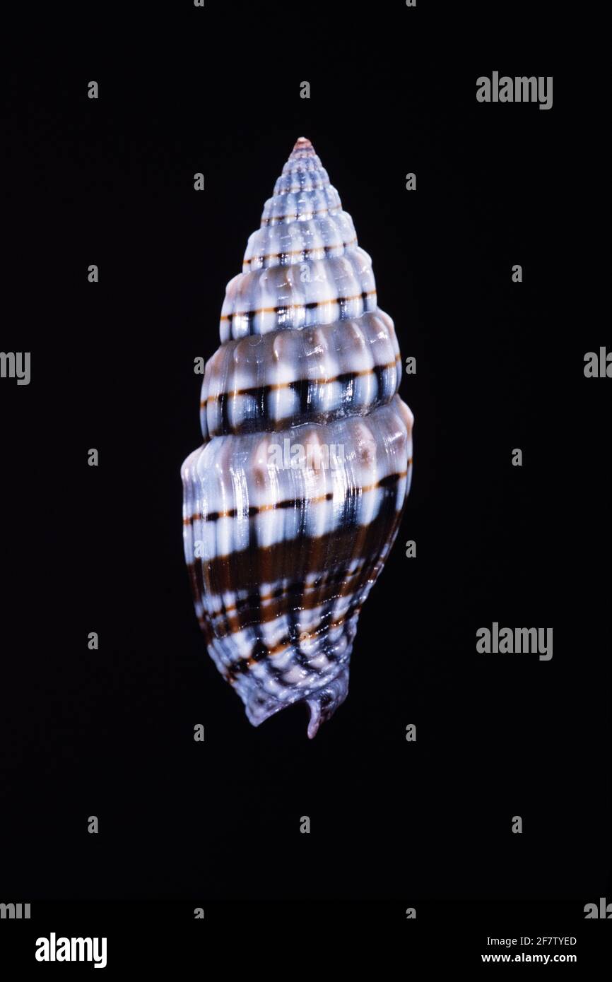 The Half-banded Miter, Vexillum semifasciatum is a small shell in the family Costellariidae, the Ribbed Miter Shells. Stock Photo