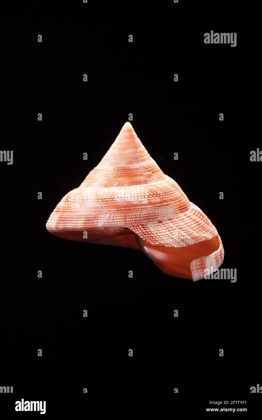 The Emperor's Slit Shell, Mikadotrochus hirasei, is found only in deep water off Japan and the Philippines. Stock Photo