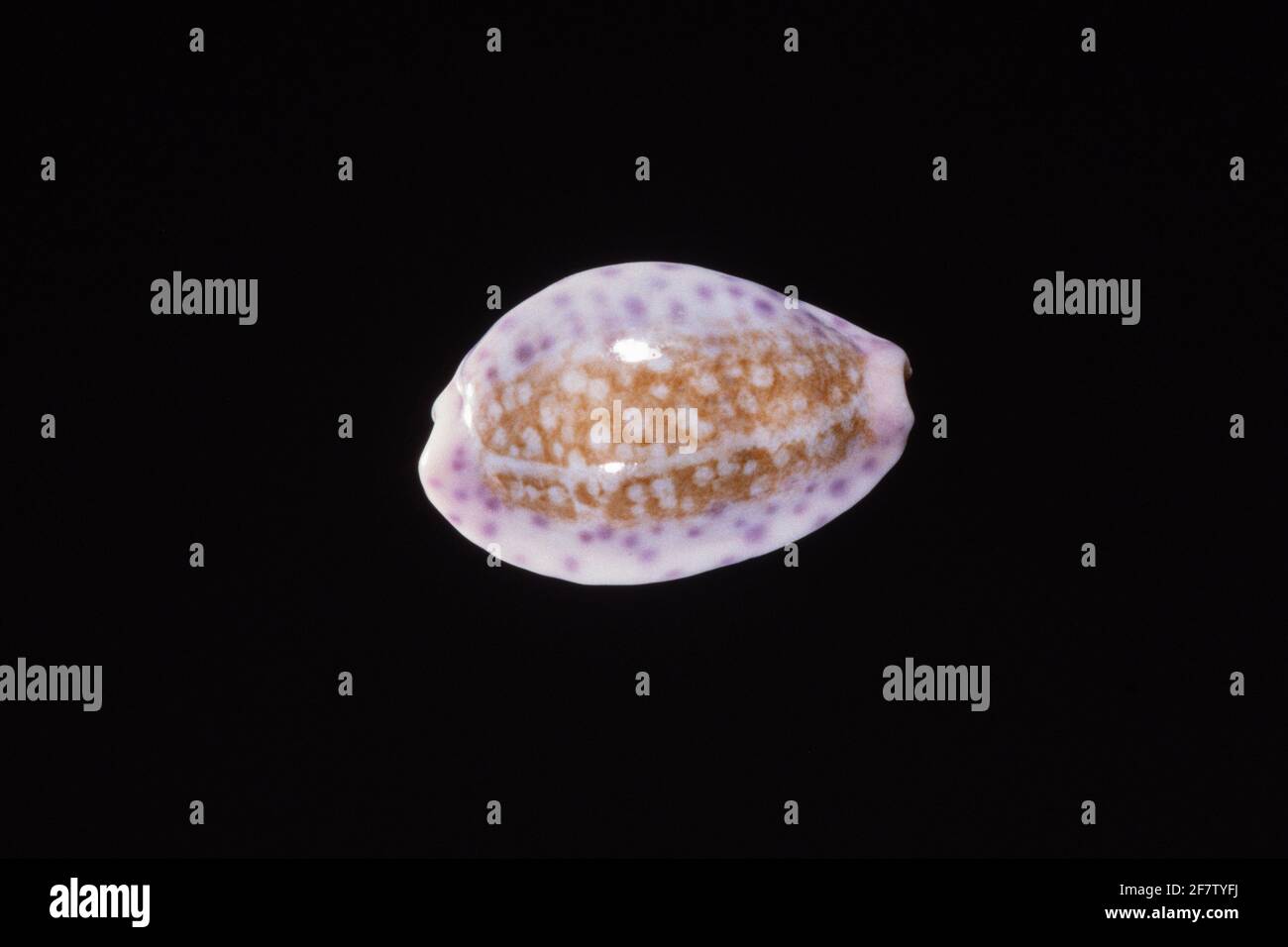 Chinese Cowry, Ovatipsa chinensis, a sea snail found in the Red Sea, Indian Ocean to the Central Pacific. Stock Photo