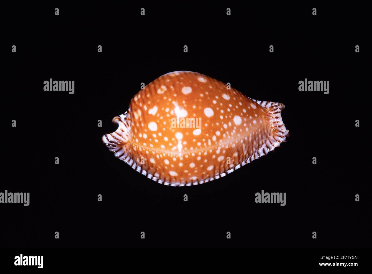 Great Spotted Cowry, Perisserosa guttata, a sea snail found in the South China Sea, from Japan south to Australia. Stock Photo
