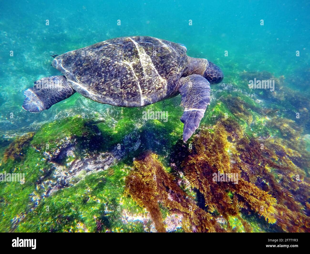 Galapagos green turtle swimming at Punta Espinoza, Fernandina Island, Galapagos, Ecuador Stock Photo