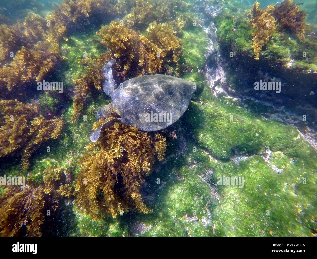 Galapagos green turtle eating seaweed at Punta Espinoza, Fernandina Island, Galapagos, Ecuador Stock Photo