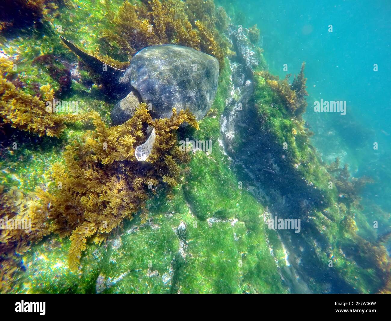 Galapagos green turtle eating seaweed at Punta Espinoza, Fernandina Island, Galapagos, Ecuador Stock Photo