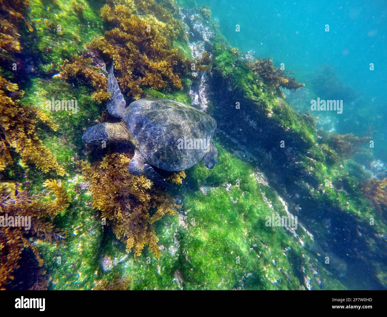 Galapagos green turtle eating seaweed at Punta Espinoza, Fernandina Island, Galapagos, Ecuador Stock Photo