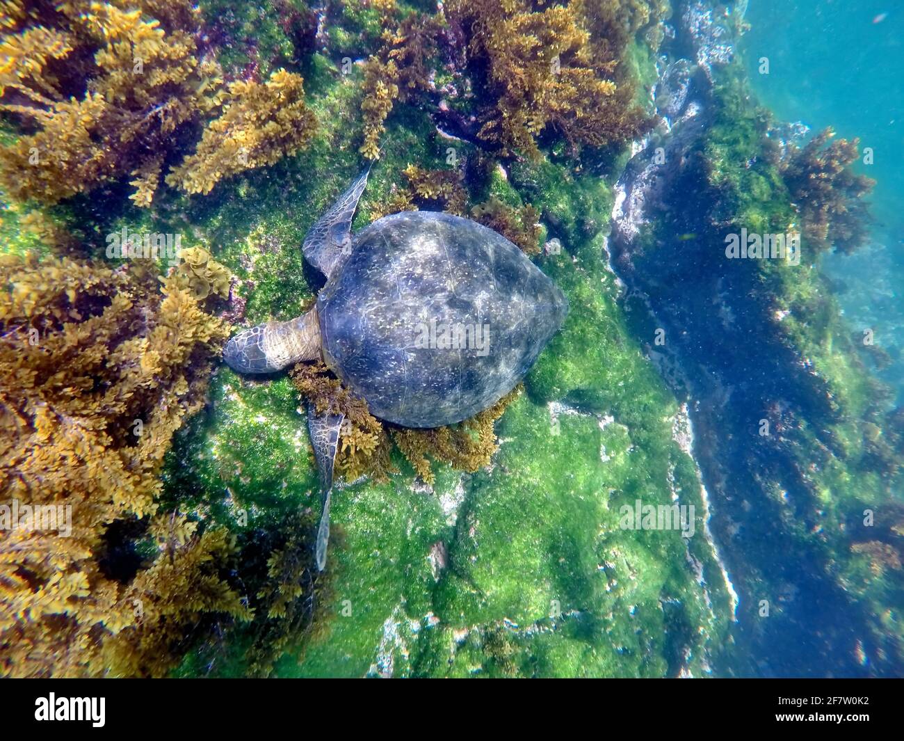 Galapagos green turtle eating seaweed at Punta Espinoza, Fernandina Island, Galapagos, Ecuador Stock Photo