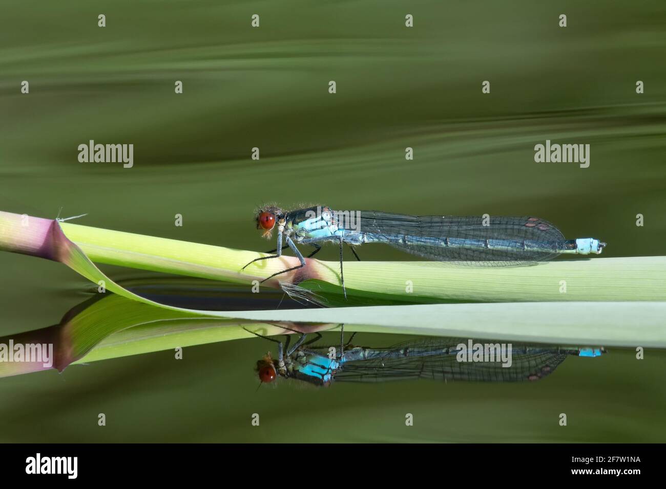 Closeup shot of a Red-eyed damselfly resting on a reed Stock Photo