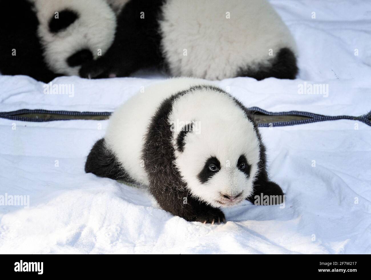 Newborn Panda Bear High Resolution Stock Photography And Images Alamy