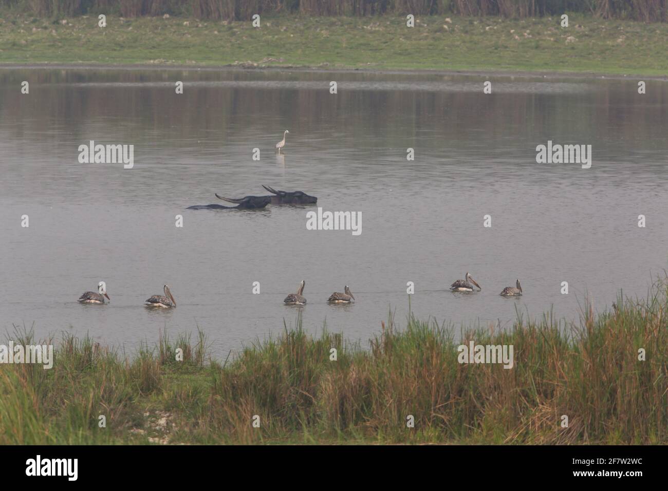 Asiatic Wild Water Buffalos and Pelicans swimming in a lake in Kaziranga National Park (India) Stock Photo