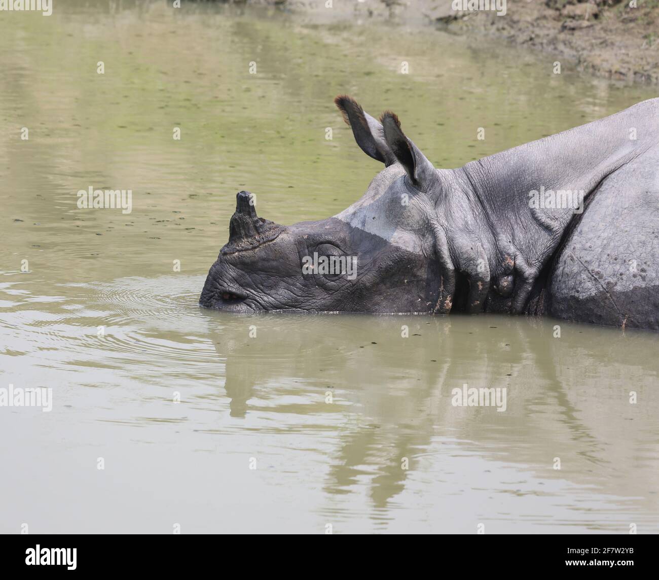 One horned Rhino wallowing in water in Kaziranga National Park Stock Photo