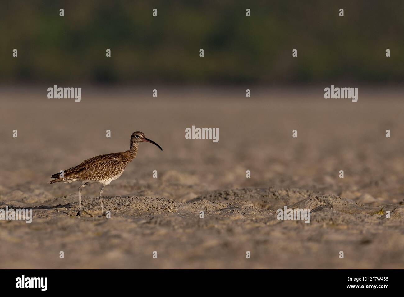 Whimbrel, Kenyan Coast Stock Photo - Alamy