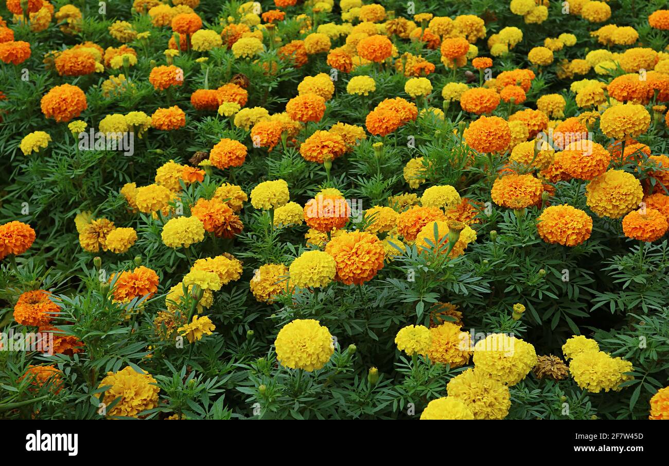 Field of Blooming Orange and Yellow Marigold Flowers for Background or  Wallpaper Stock Photo - Alamy