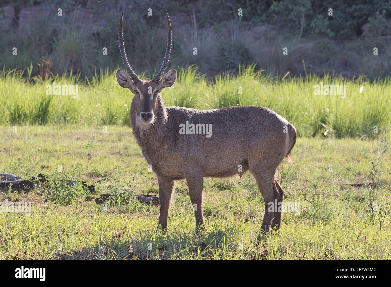 A male Waterbuck standing a posing for me in Welgevonden Game Reserve Stock Photo