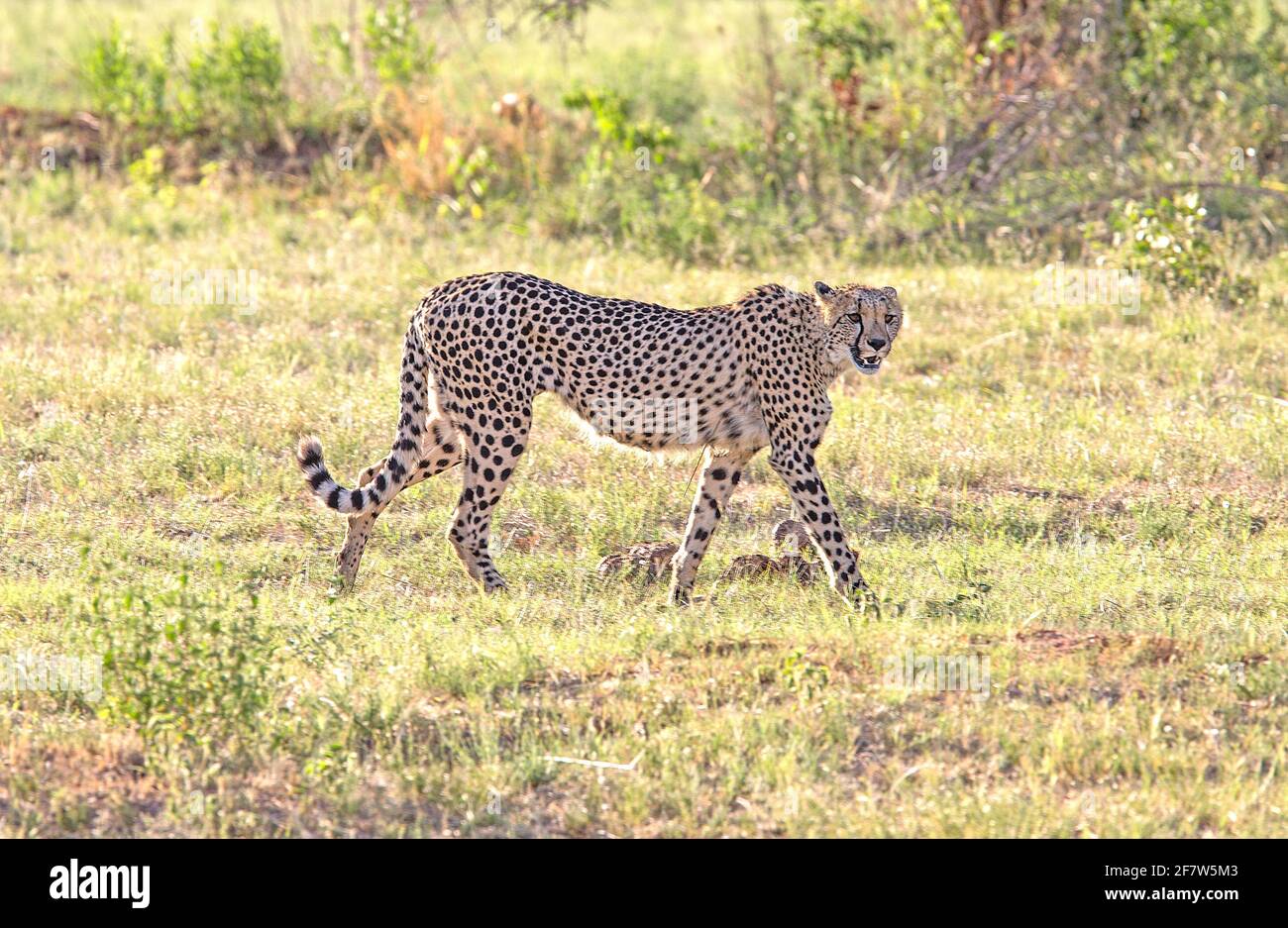 A Cheetah on the prowl Stock Photo