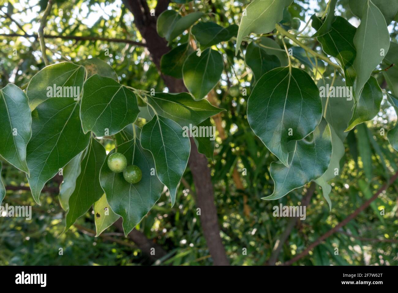 A close up shot of camphor laurel seeds and leaves. Cinnamomum camphora is a species of evergreen tree that is commonly known under the names camphor Stock Photo