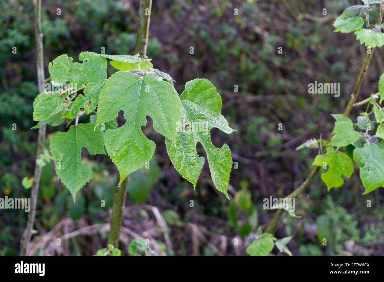 Leaves of Ampelopsis glandulosa var. brevipedunculata, with common names creeper, porcelain berry, Amur peppervine, and wild grape, is an ornamental p Stock Photo