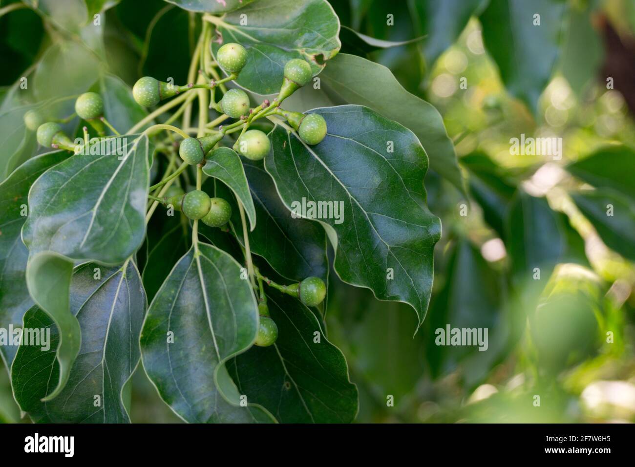 A close up shot of camphor laurel seeds and leaves. Cinnamomum camphora