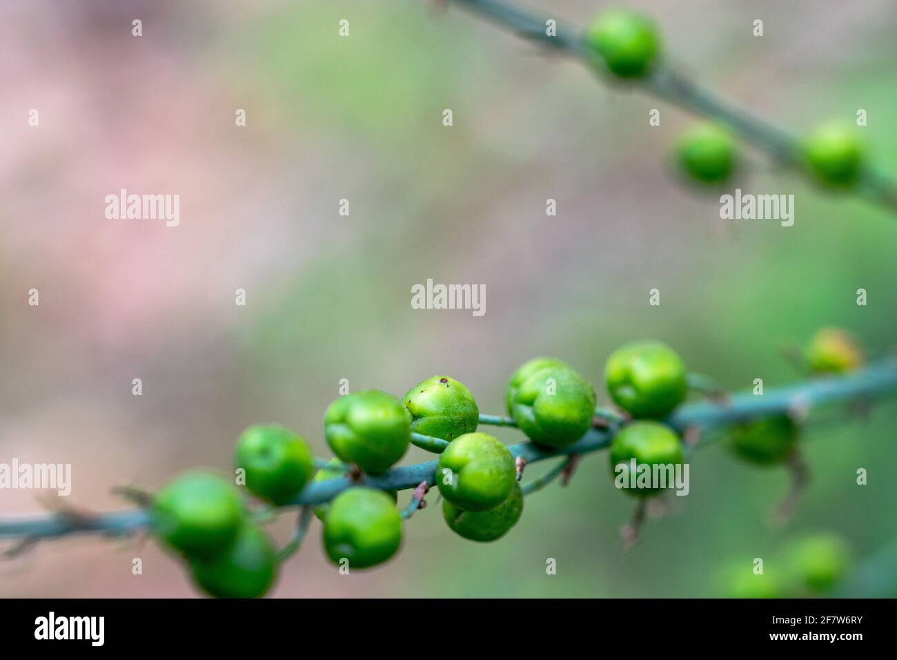 a bokeh abstract image of green plant seeds in the forests in Marbella, Spain Stock Photo