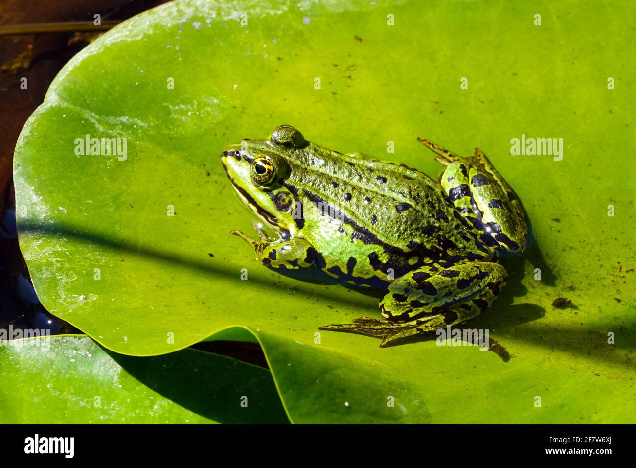 Marsh Frog, Pelophylax ridibundus close up green skin Stock Photo