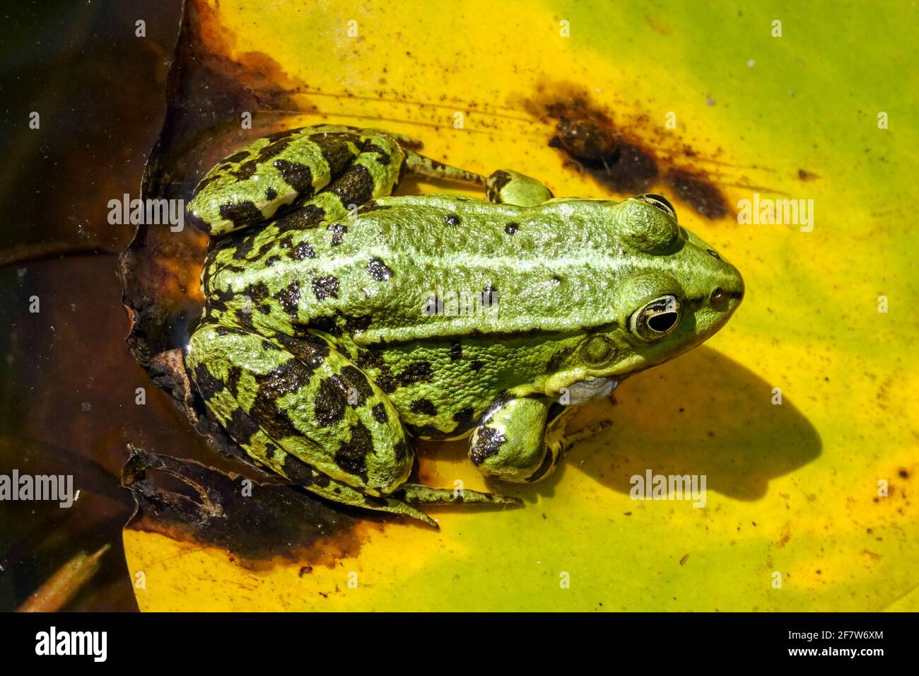 Green water frog Pelophylax ridibundus close up green skin Marsh Frog Stock Photo