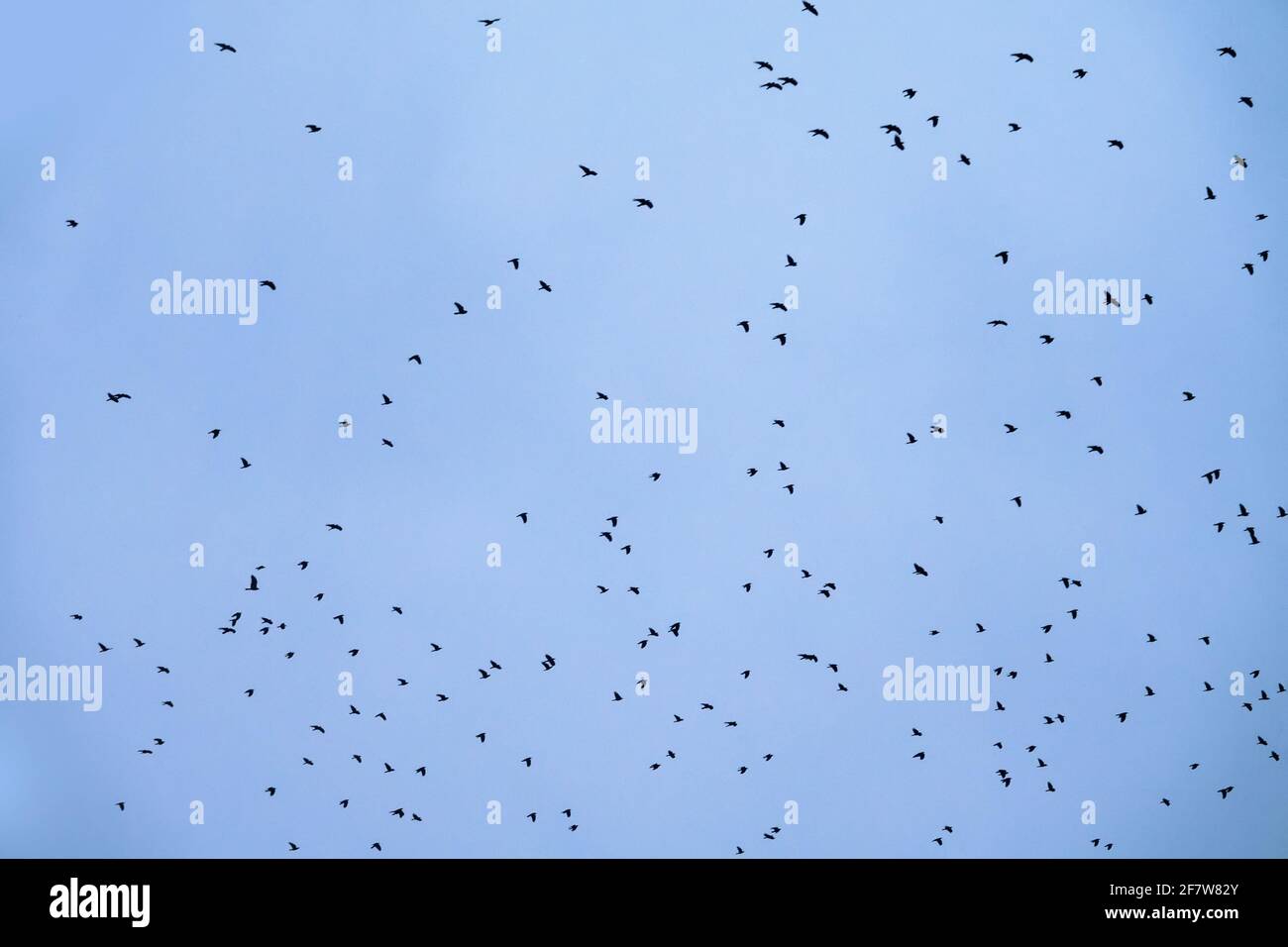 Flock rooks in sky hi-res stock photography and images - Alamy