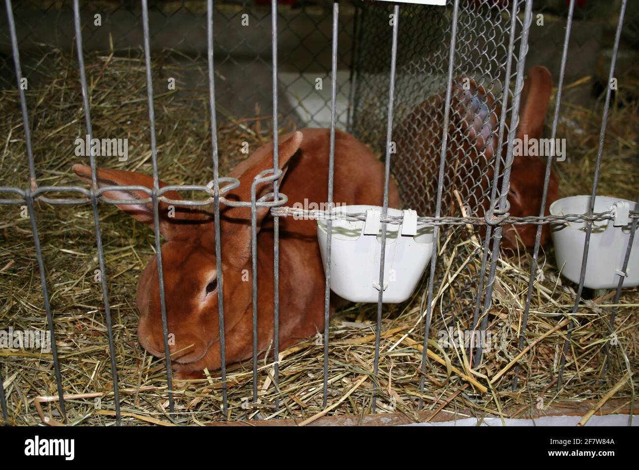 Rabbit animal farm pet character hi-res stock photography and images ...