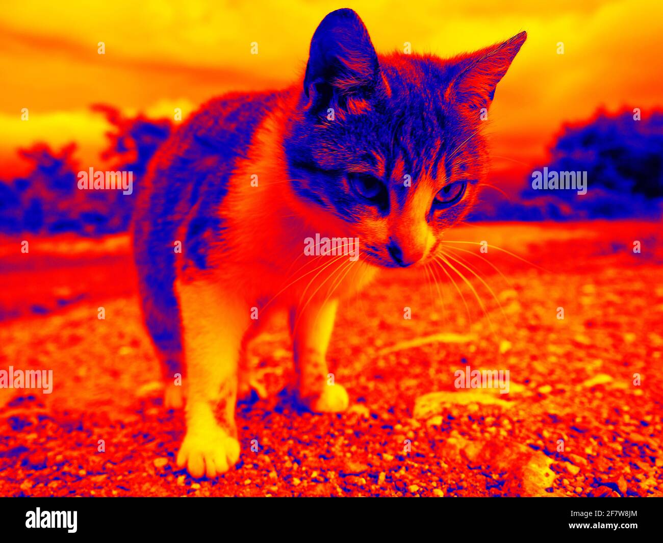 Funny cat in scientific high-tech thermal imager on night background Stock Photo