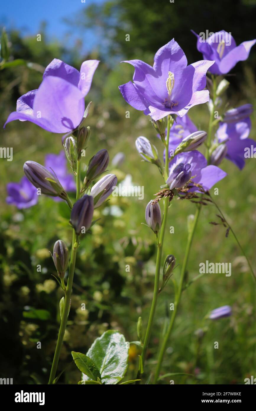 Purple flowers growing in a field in rural Germany on a spring day ...