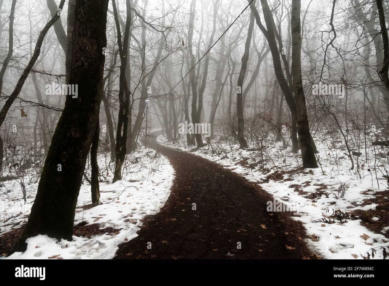 Scotch mist, thick fog hung over the forest path and the wet snow-covered trees of the seaside forest. Unexpected snowfall in the subtropics Stock Photo