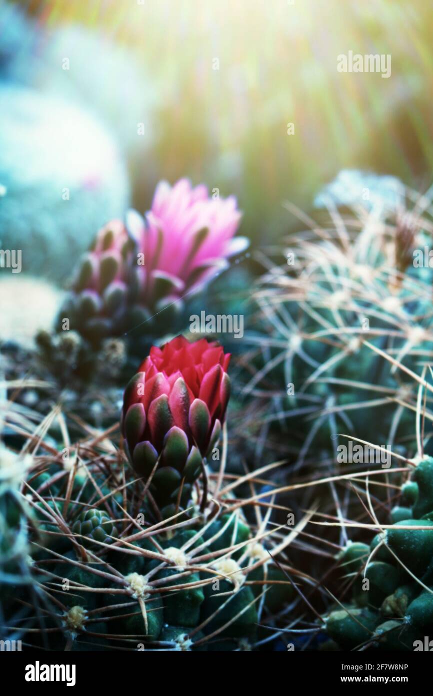 The breeding of cacti. Blooming cacti Gymnocalycium Stock Photo
