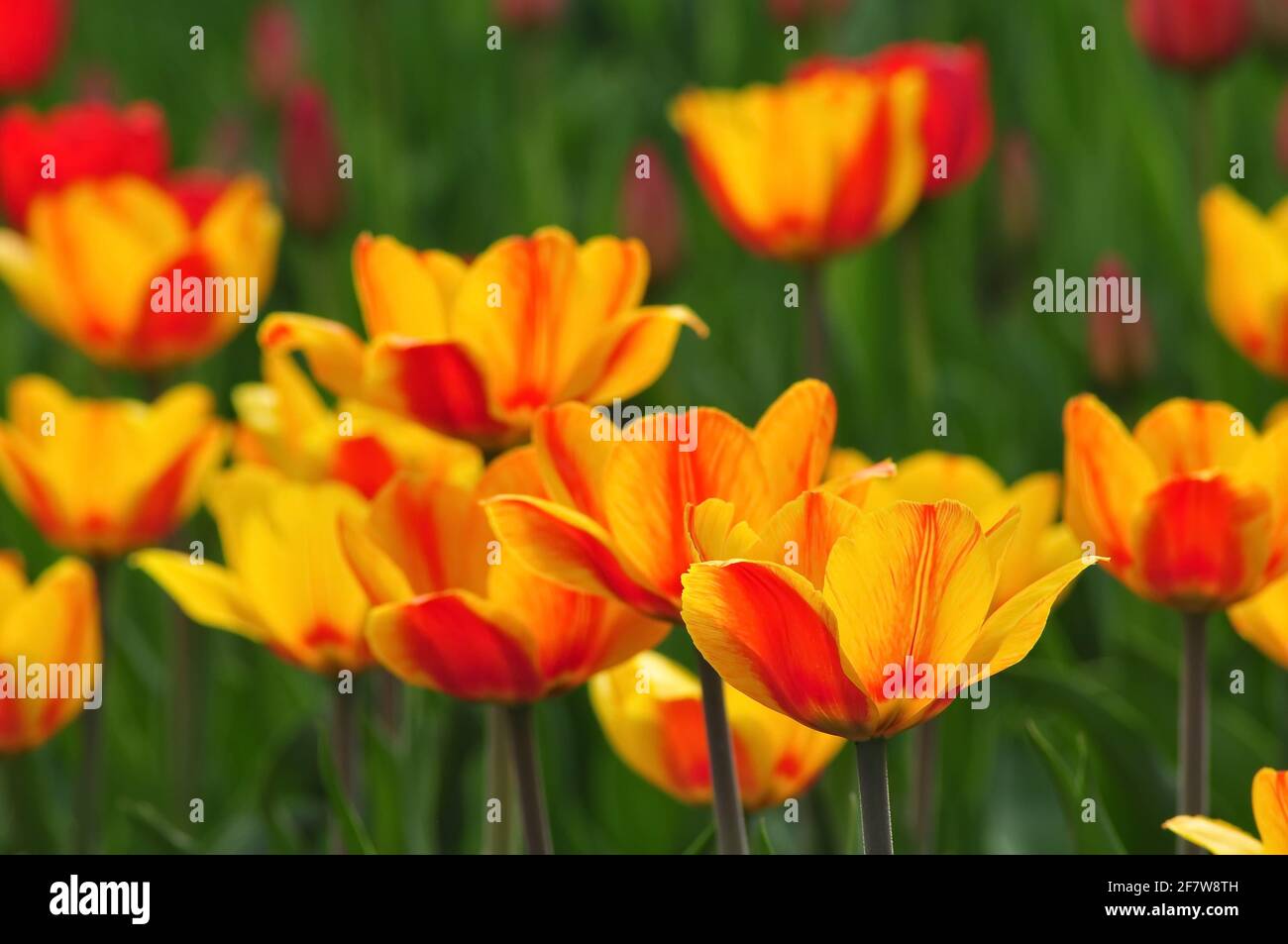 Field of yellow and red tulips. Sunny spring background. Stock Photo