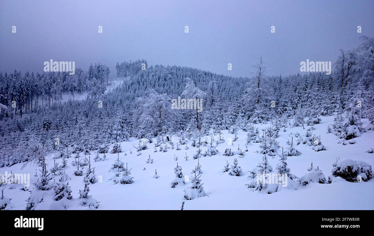 Foggy winter landscape with firs Stock Photo