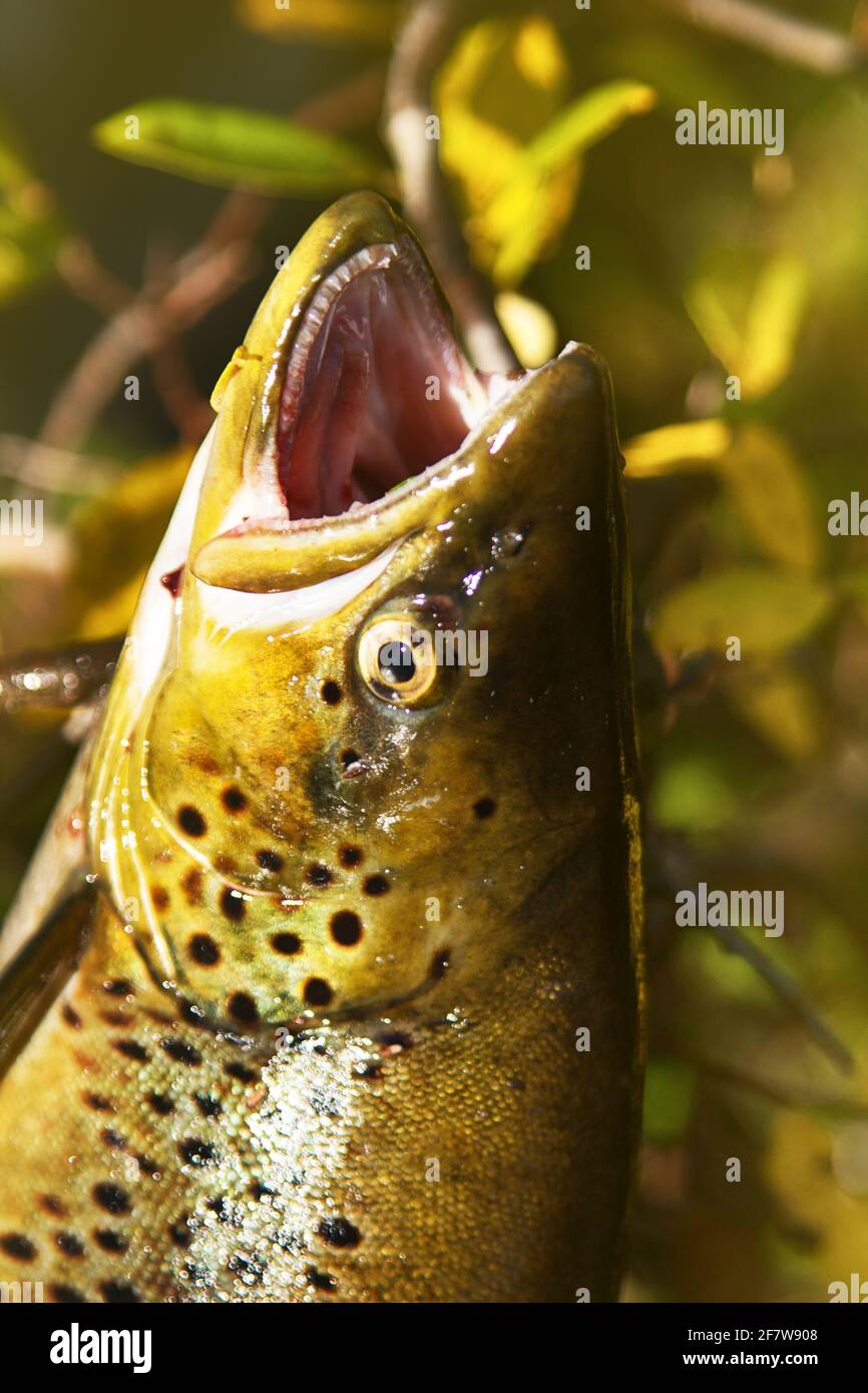 https://c8.alamy.com/comp/2F7W908/spinning-fishing-lure-fishing-trout-in-lakes-of-scandinavia-brook-trout-steelhead-rainbow-trout-char-bull-trout-cutthroat-lax-salmo-trutta-tr-2F7W908.jpg