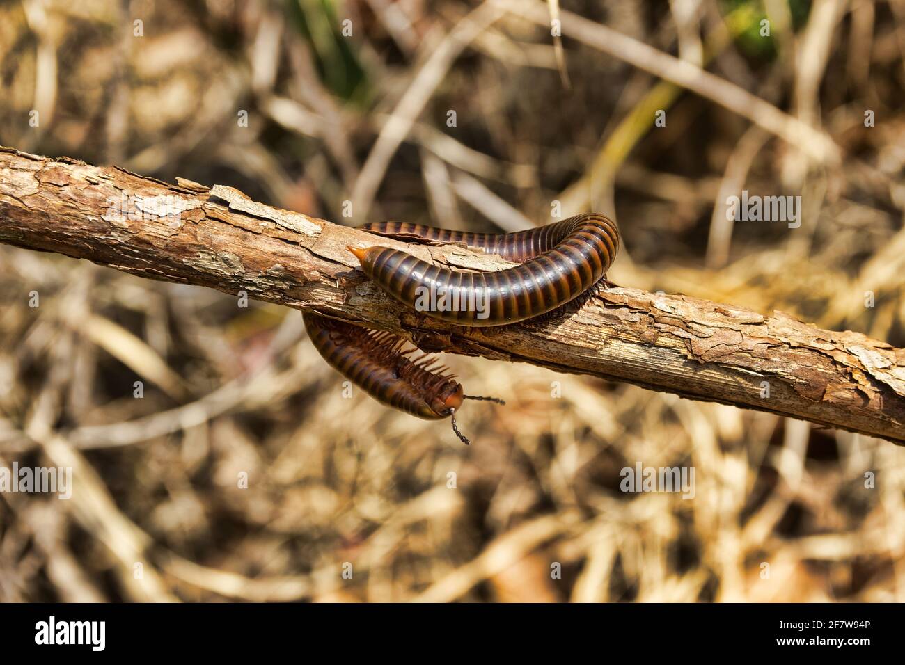 Millipede Spirostreptida, Parilis from the coastal rainforest of Thailand. February Stock Photo