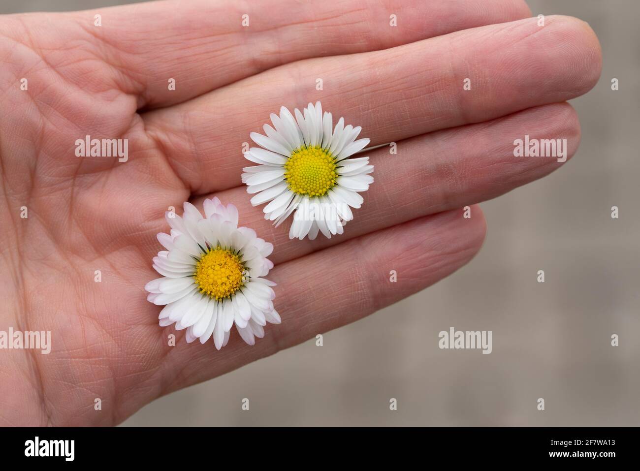 Close up of an elderly woman's hand outstretched and holding two fresh daisies Stock Photo