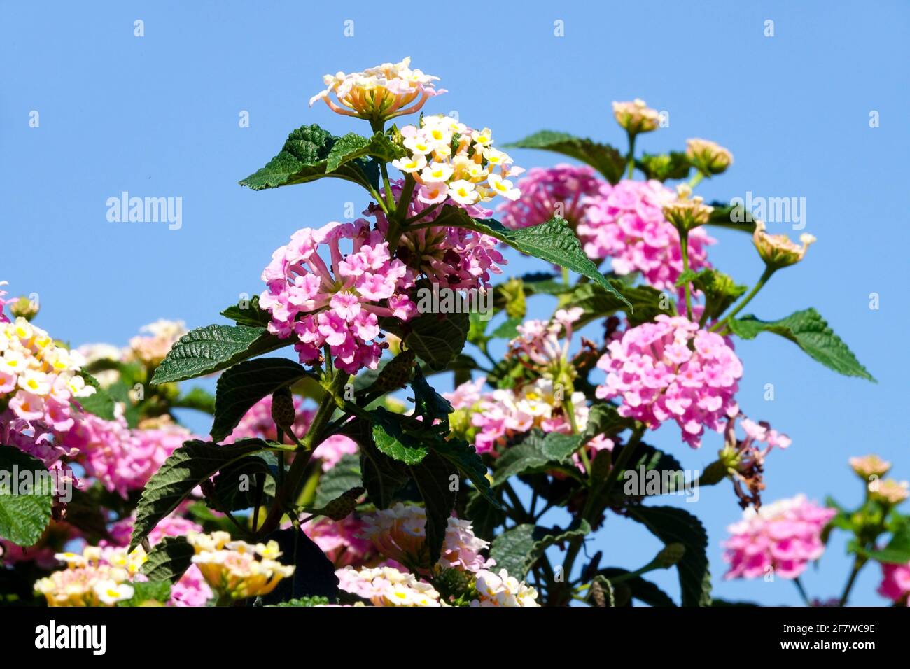 Lantana camara flowering shrub Stock Photo