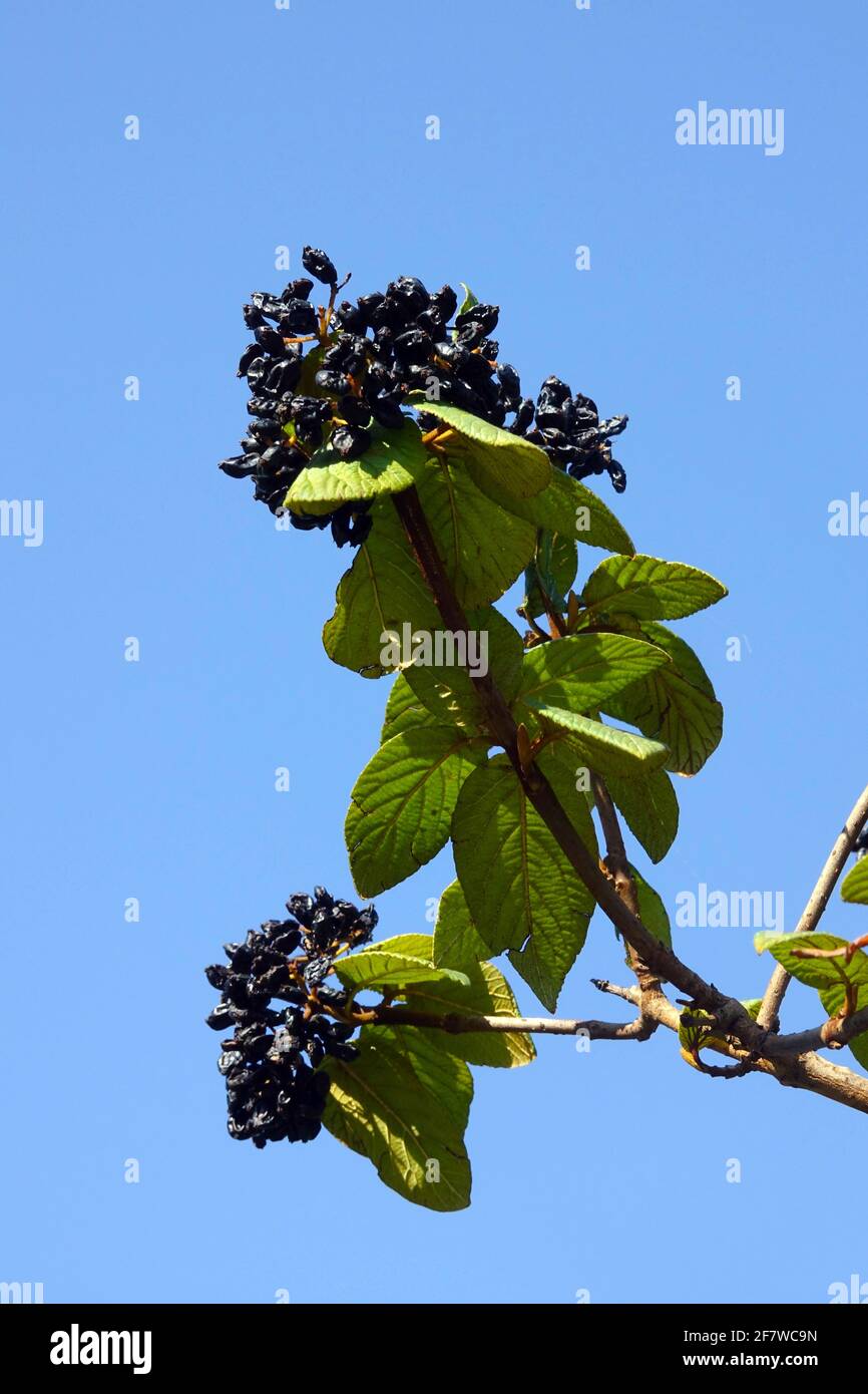 Viburnum lantana hires stock photography and images Alamy