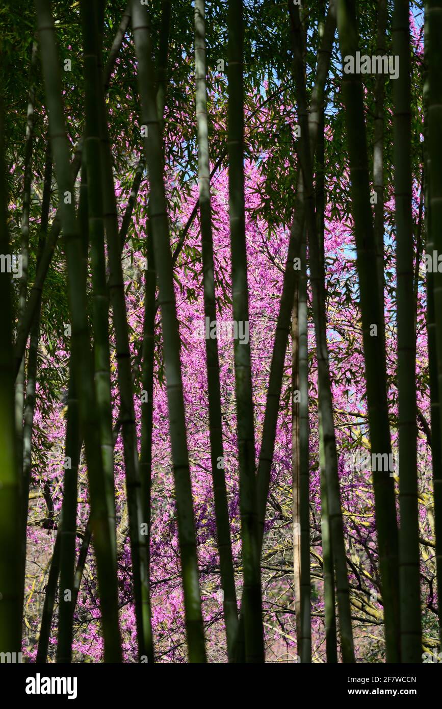 bamboo forest with pink flower trees in the background Stock Photo