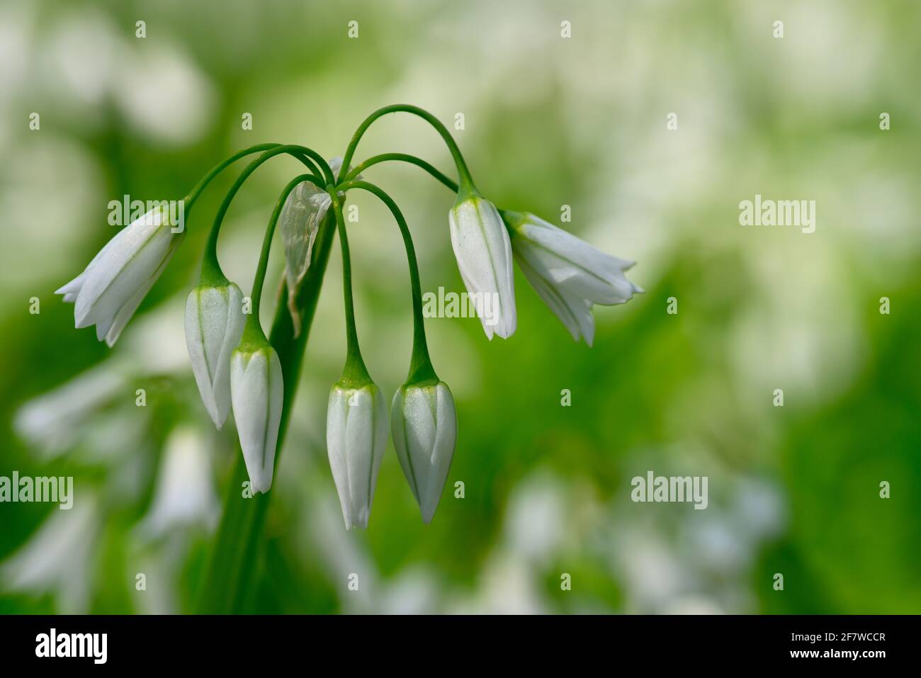 White flowers of threecornered leek, Allium triquetrum, plant of the onions and garlic family