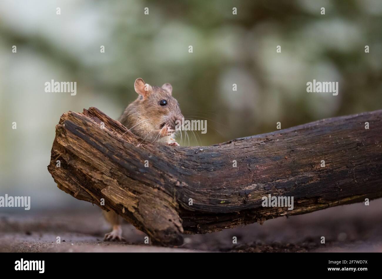Brown rat (Rattus norvegicus) overwintering in a garden, urban Finland ...