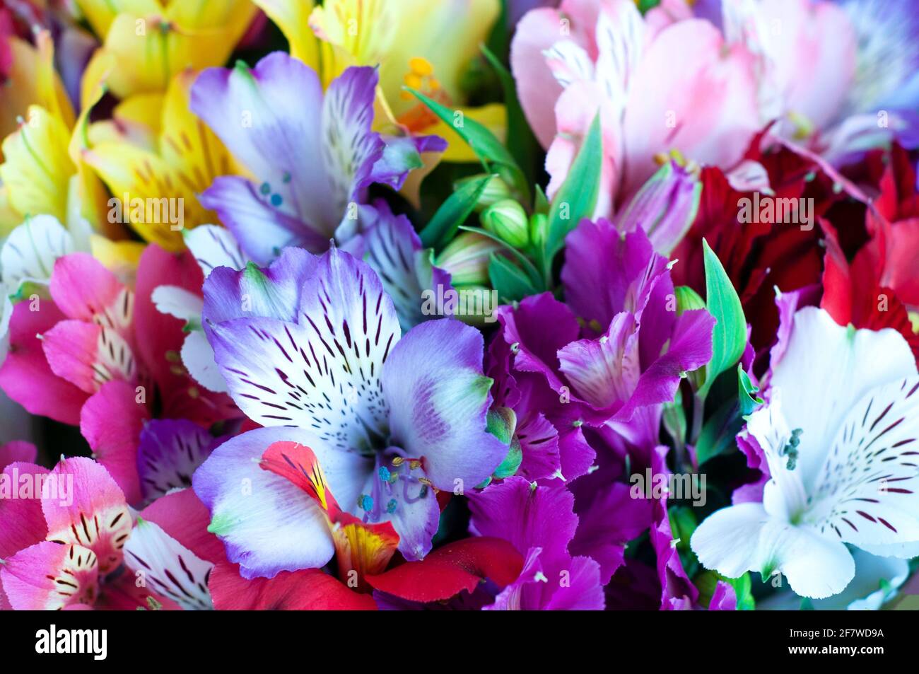Beautiful floral alstroemeria background. Alstroemeria flowers are colorful. Purple, red, yellow, pink Peruvian lilies. Stock Photo