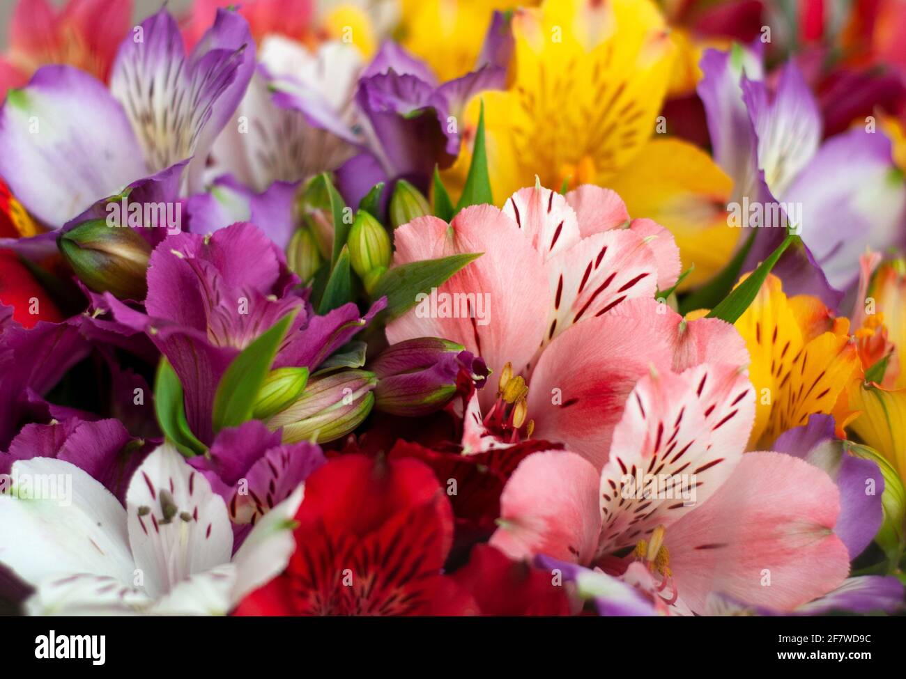 Beautiful floral alstroemeria background. Alstroemeria flowers are colorful. Purple, red, yellow, pink Peruvian lilies. Stock Photo
