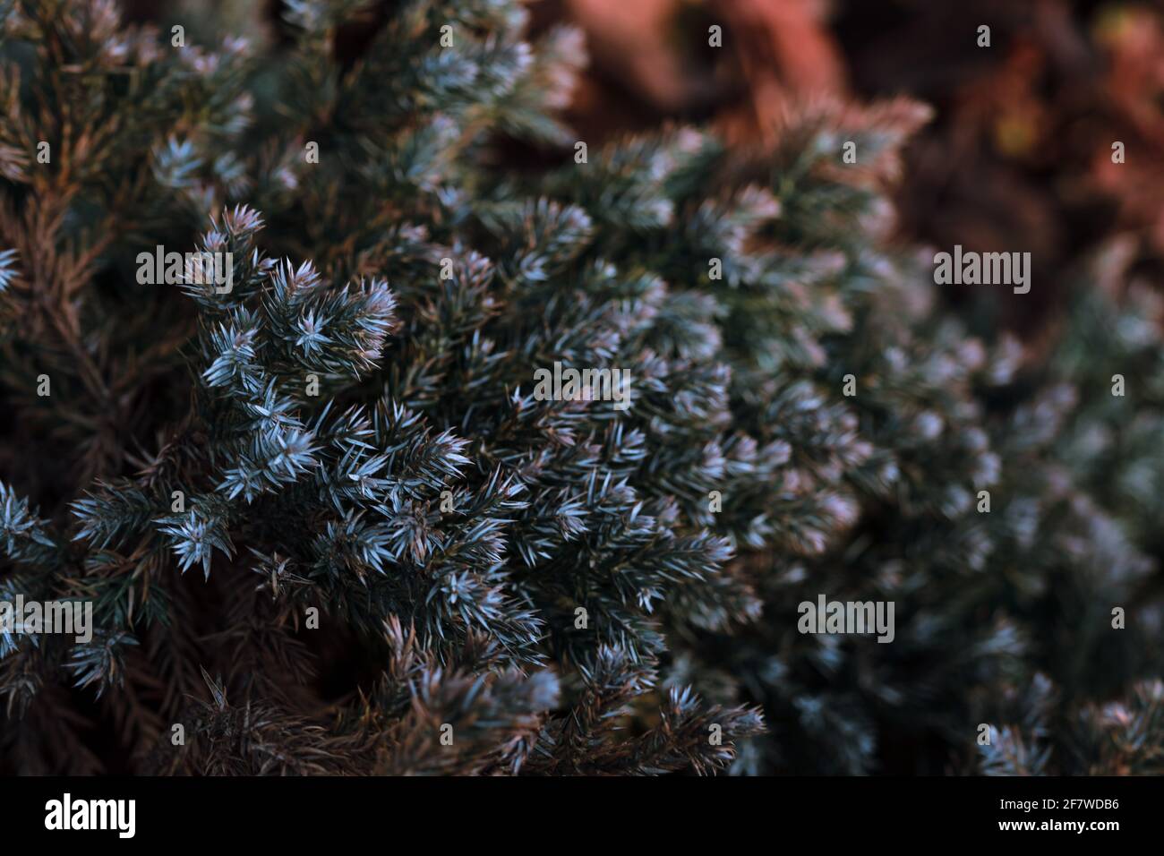 Selective focus shot of branches of juniperus squamata Stock Photo