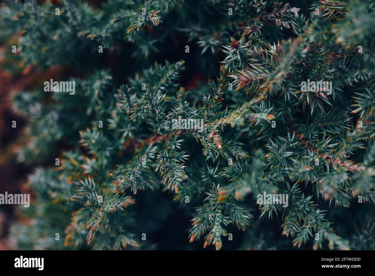 Selective focus shot of branches of juniperus squamata Stock Photo