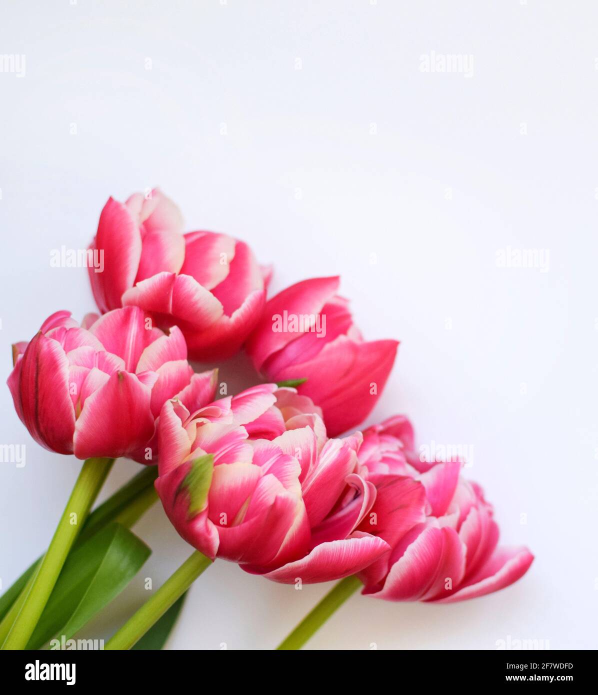 Bouquet of peony red-white tulips with green leaves on a white background. Place for text Stock Photo