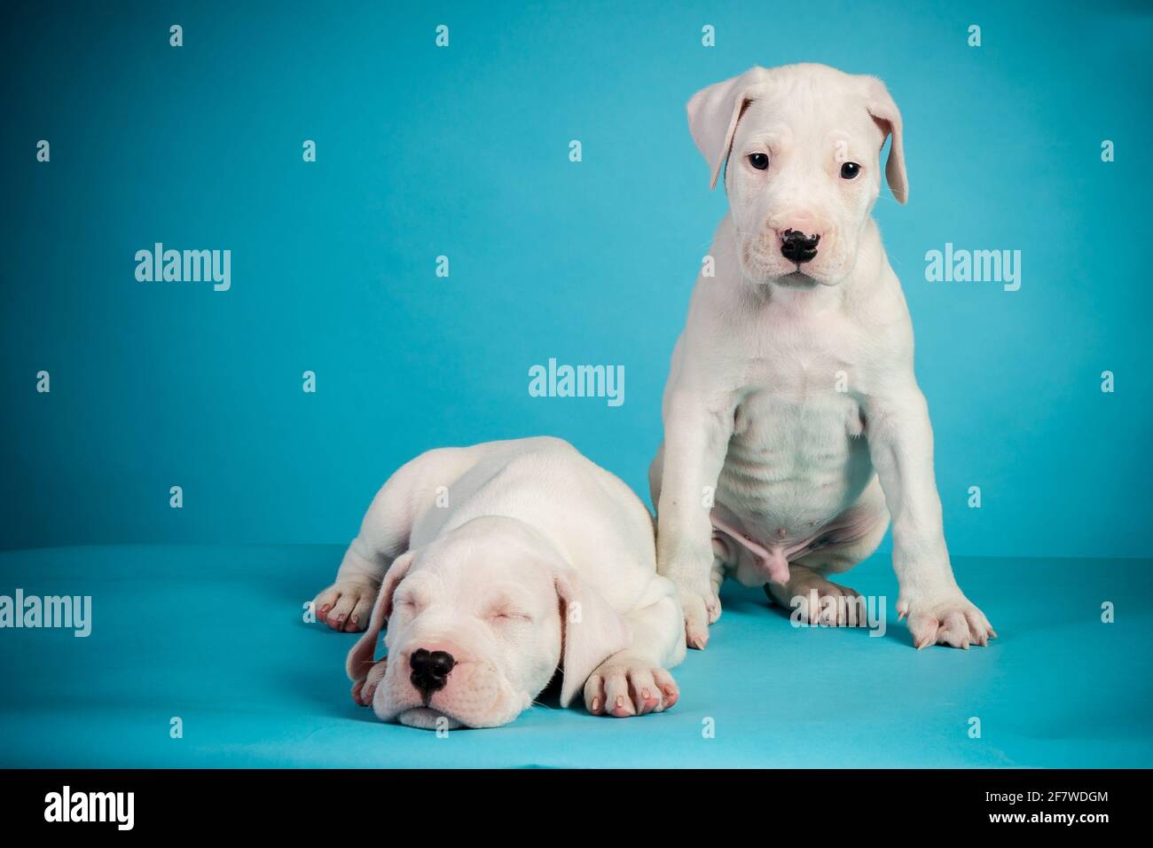 Dogo argentino blue 2025