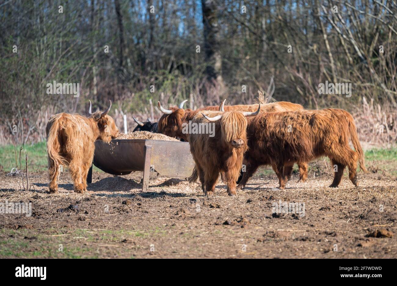 Scottish highland cattle. Animals near their feeder. Stock Photo