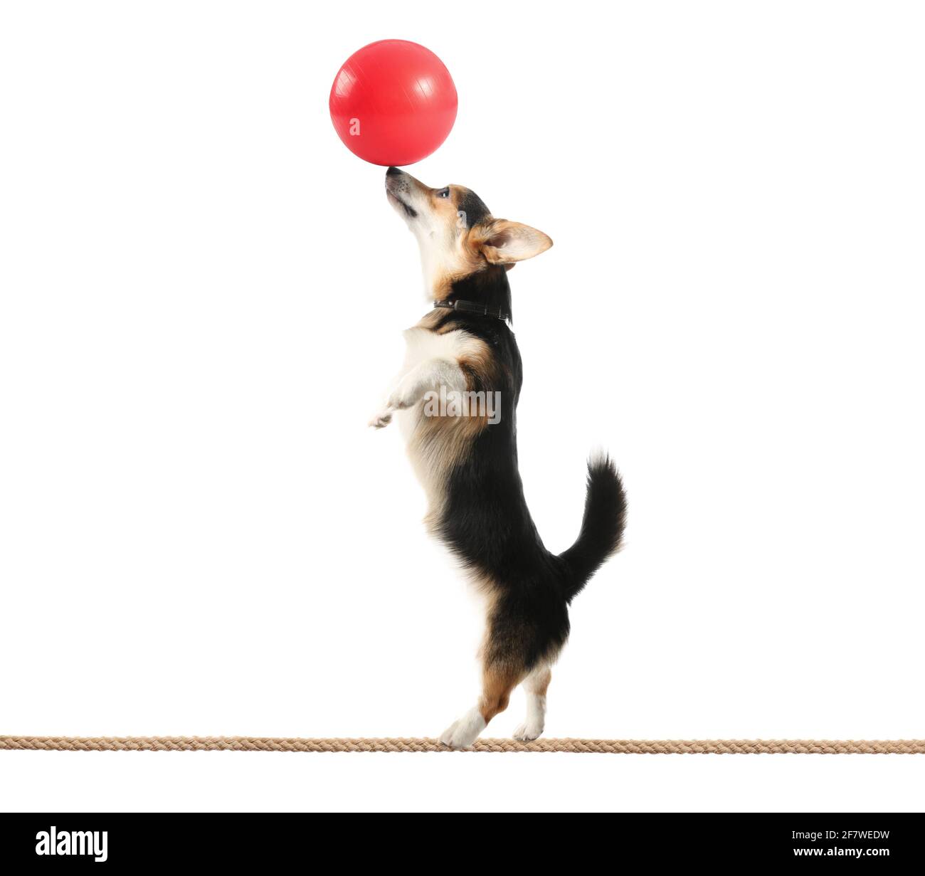 Circus dog with ball walking on a wire against white background Stock Photo