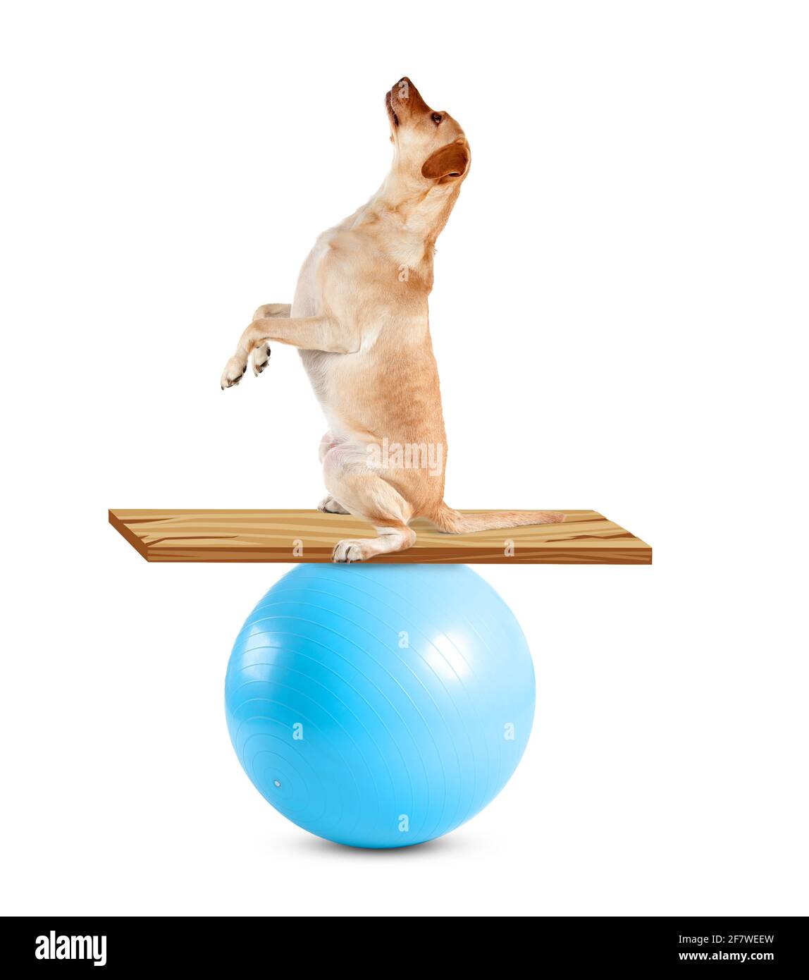 Circus dog showing balance trick with ball against white background Stock Photo