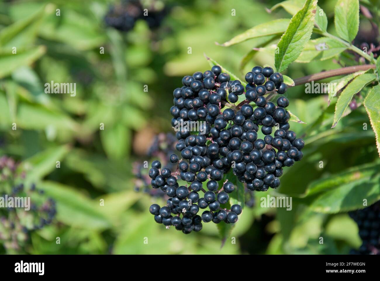 Black elderberry bush (sambucus nigra) fruit in sunlight. Elderberry ...