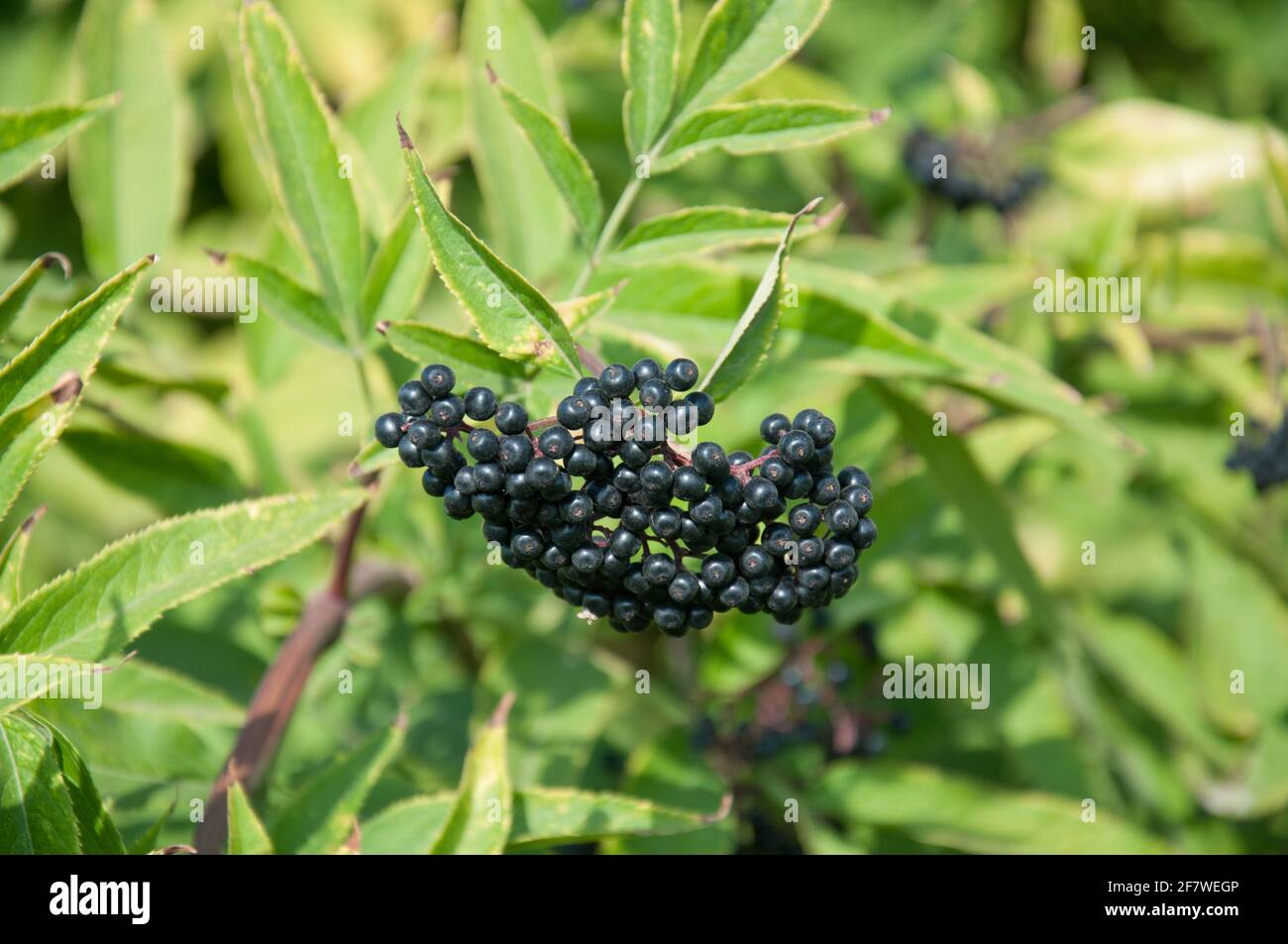 Black elderberry bush (sambucus nigra) fruit in sunlight. Elderberry ...